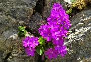 40 Primula irsuta (Primula hirsuta)